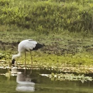 White stork drinking water at the edge of a pond in Chitwan National Park, Nepal