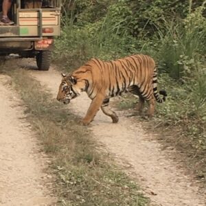 Bengal tiger crossing a dirt road near a safari vehicle in Chitwan National Park, Nepal