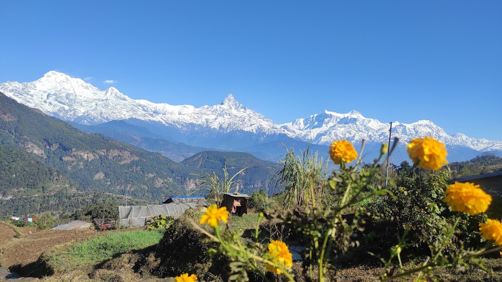 View of Annapurna mountain range with yellow marigold flowers in the foreground, captured from the Panchase Trek, Nepal on a clear day.