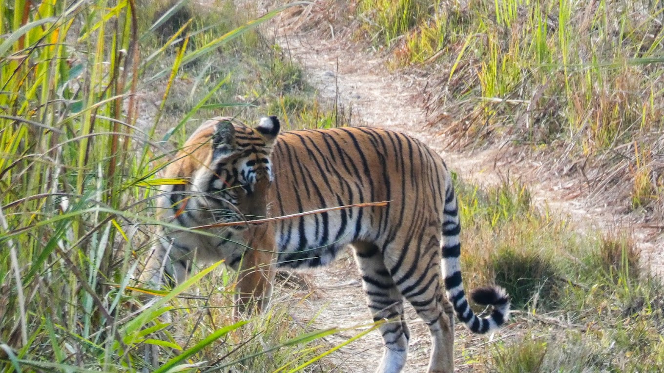 Bengal tiger walking through the grasslands in Chitwan National Park, Nepal