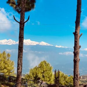 Scenic vista of snow-covered Himalayan mountains framed by tall pine trees, under a bright blue sky with scattered clouds.